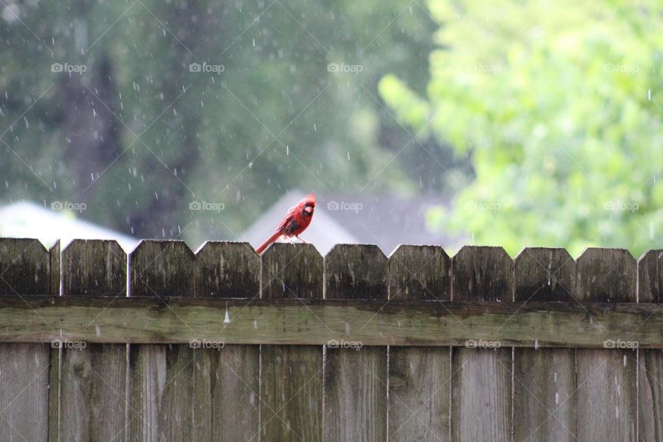 Cardinal in the rain