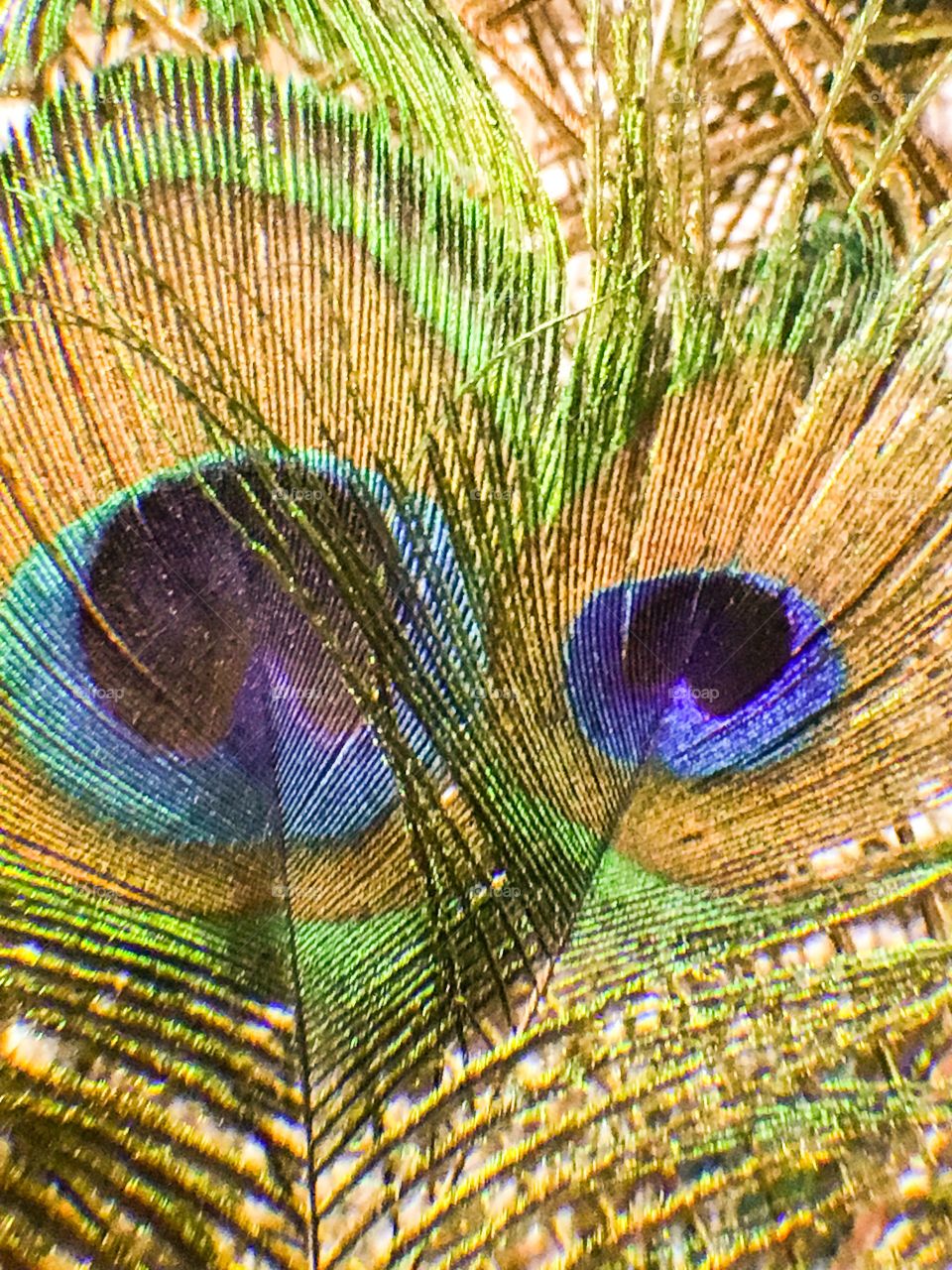 Peacock feather