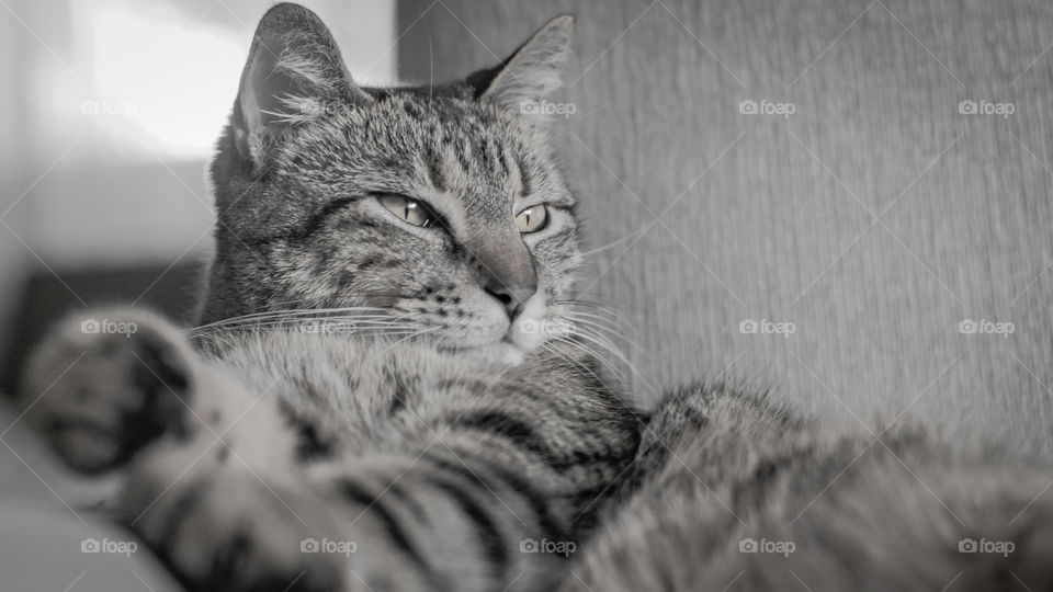 Orion, Blanco y negro