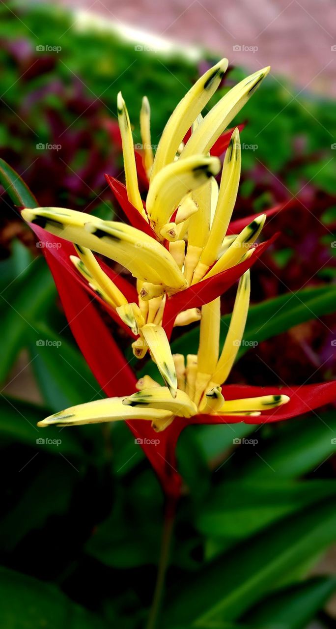 Heliconia psittacorum is a species of flowering ornamental plant native to the Caribbean and South America