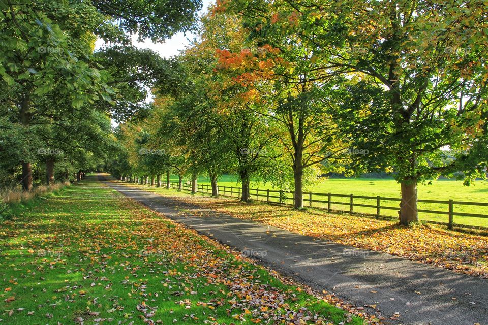 Country Road. An English country lane with fallen leaves in an autumn scene.