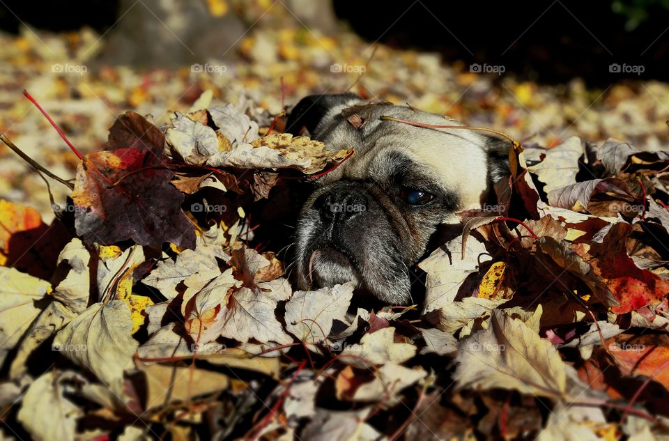 Statuesque Pug Hiding in Leaves.  My pug playing a bit of hide and go seek; to his credit, he wasn't easy to find!