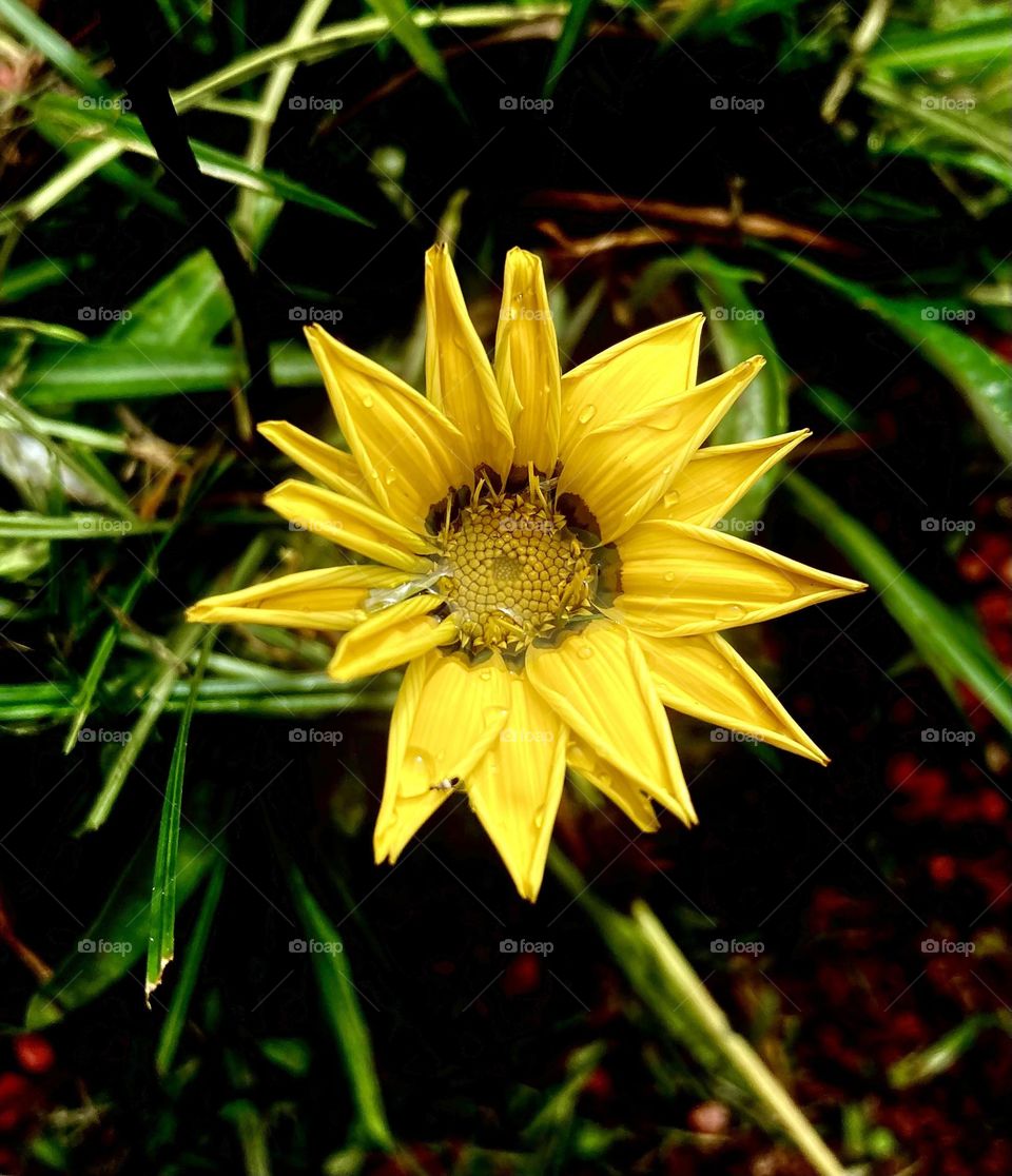 🌹 🇺🇸 Very beautiful flowers to brighten our day.  Live nature and its beauty. Did you like the delicate petals? / 🇧🇷 Flores muito bonitas para alegrar nosso dia. Viva a natureza e sua beleza. Gostaram das pétalas delicadas? 
