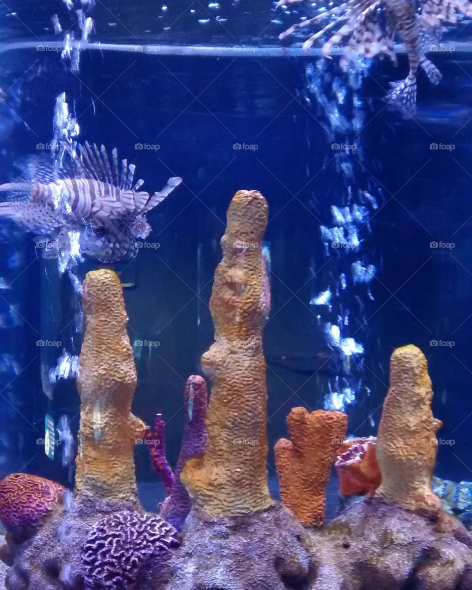 Lionfish Aquarium!