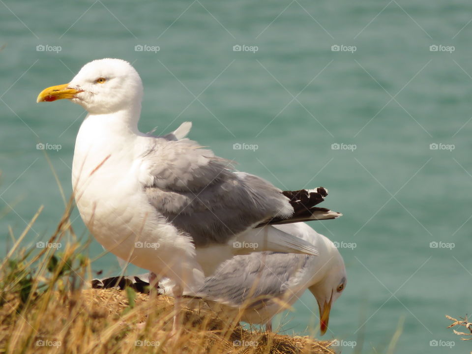 seagull