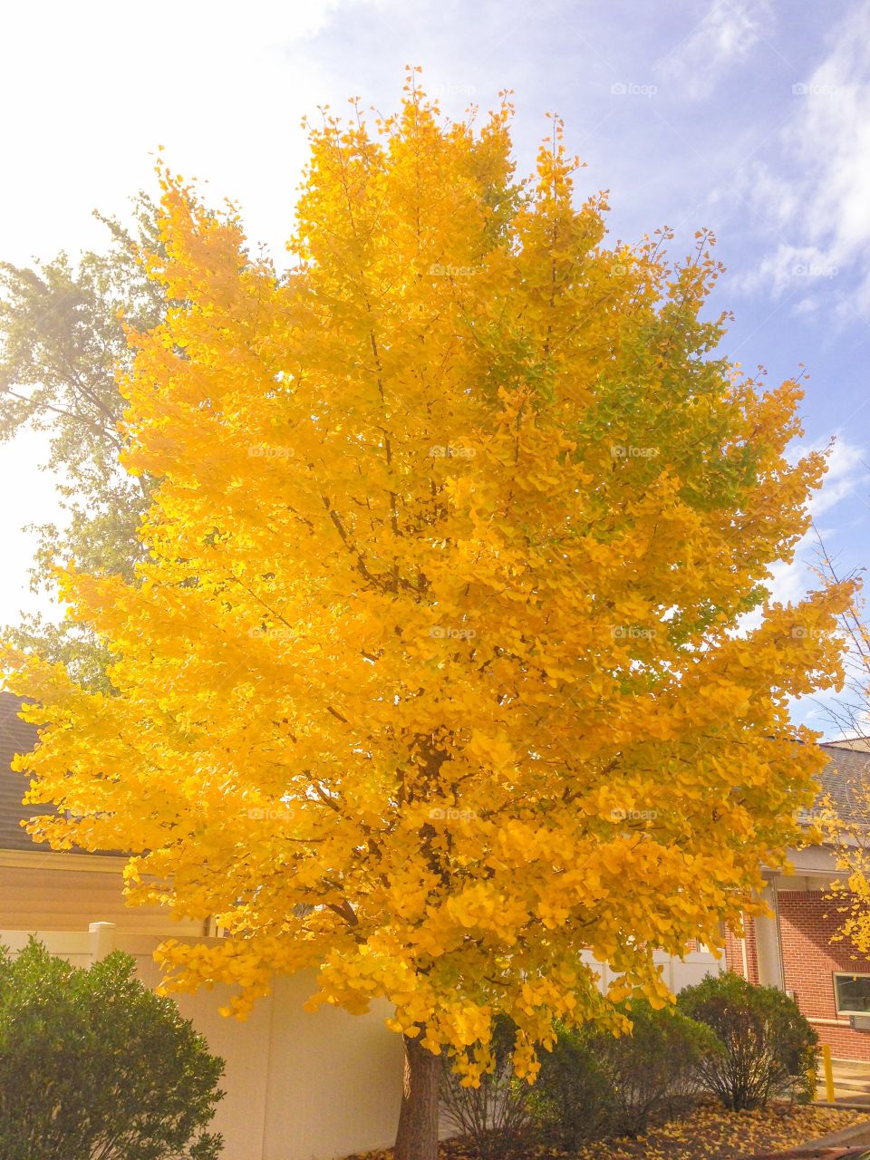 Yellow ginkgo tree