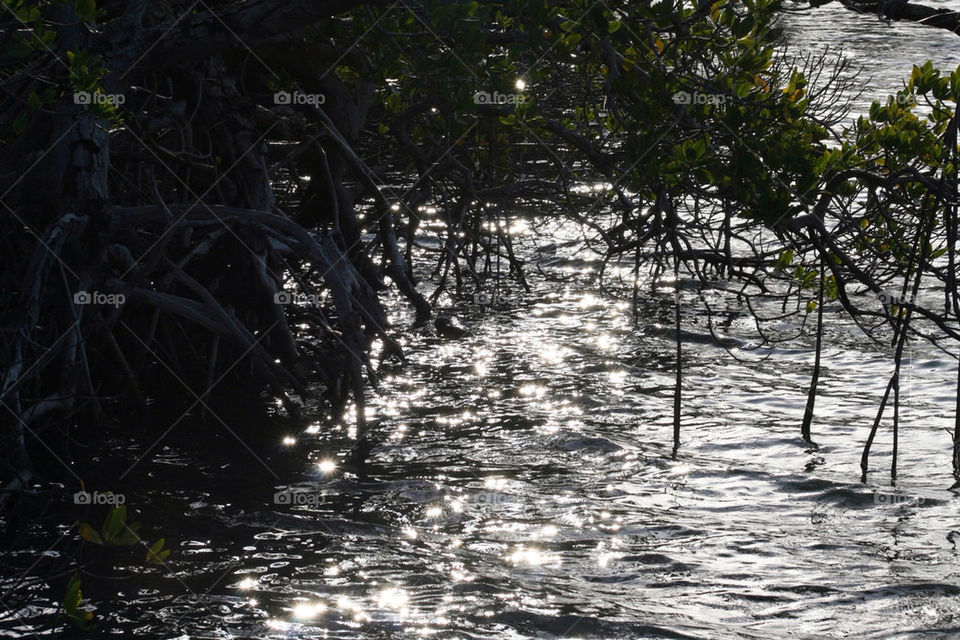 trees water sparkle bushes by mmcook