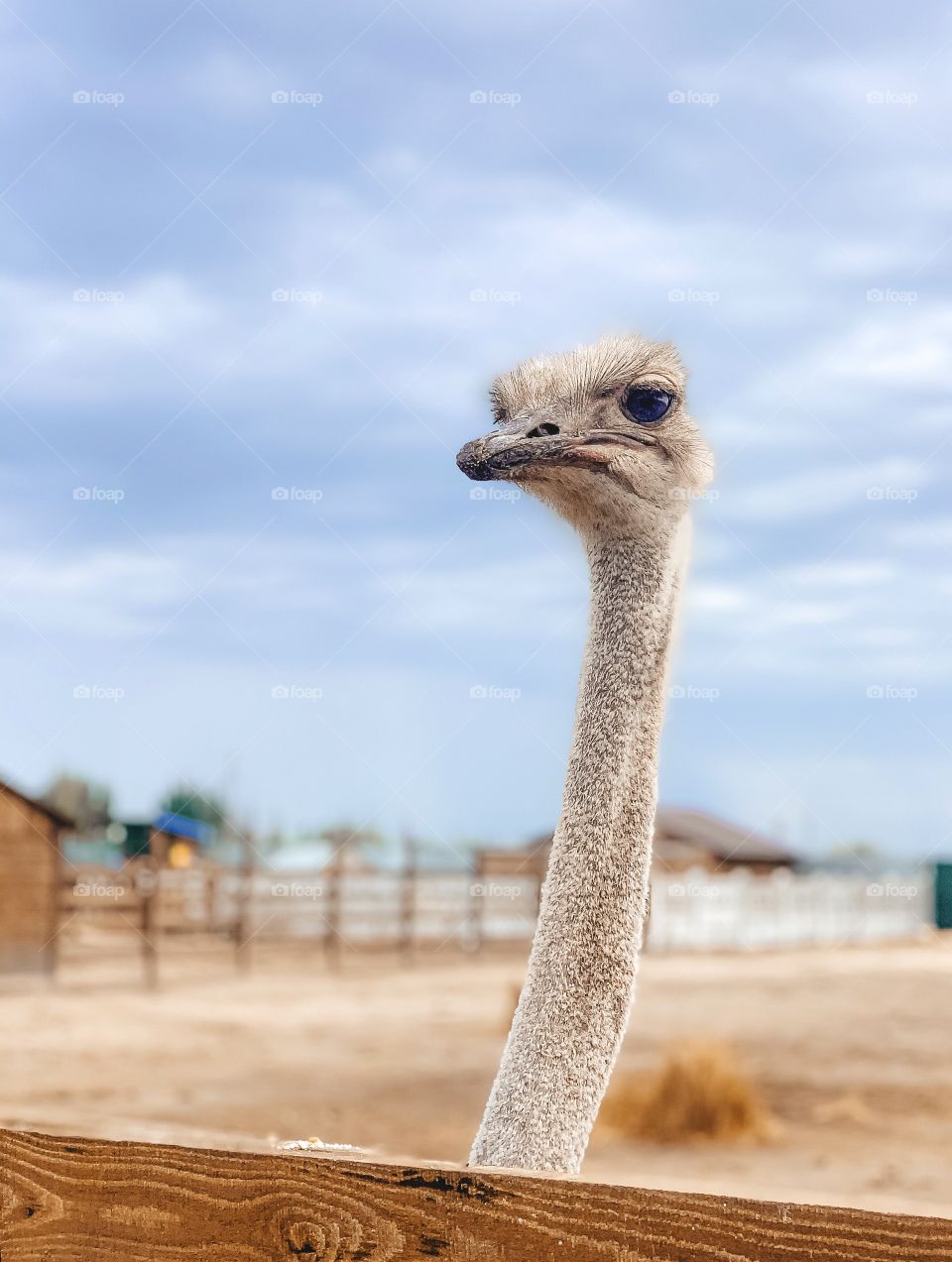 Cute ostrich at the zoo