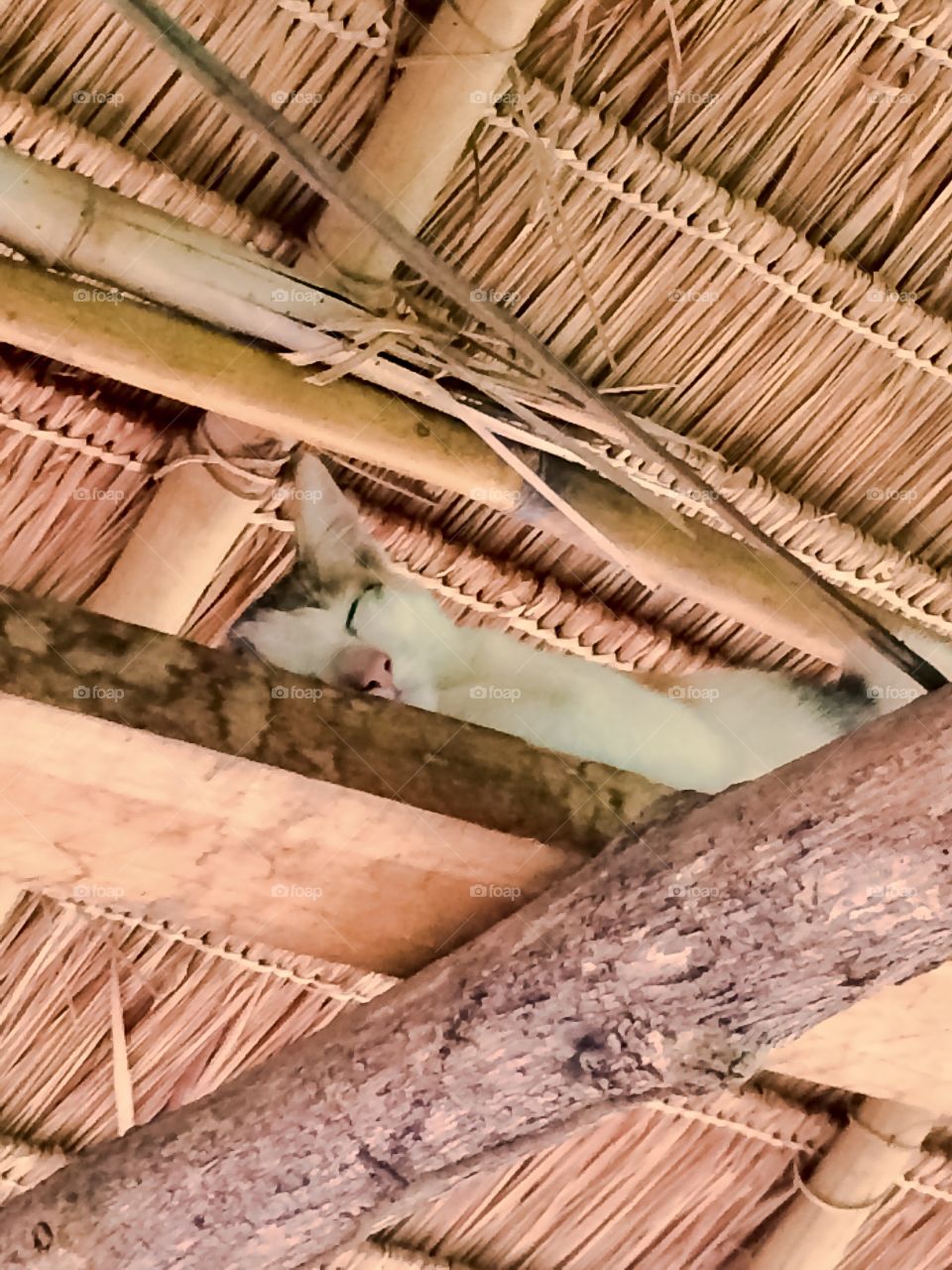 Cat Nap Up In The Rafters Of Our Chiang Mai, Thailand Village Homestay Hut.