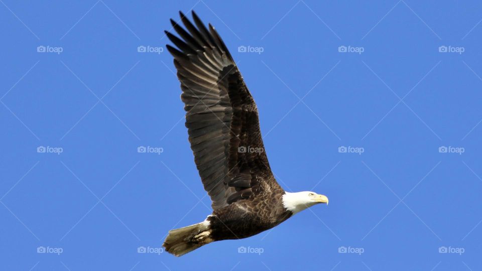 Bald eagle