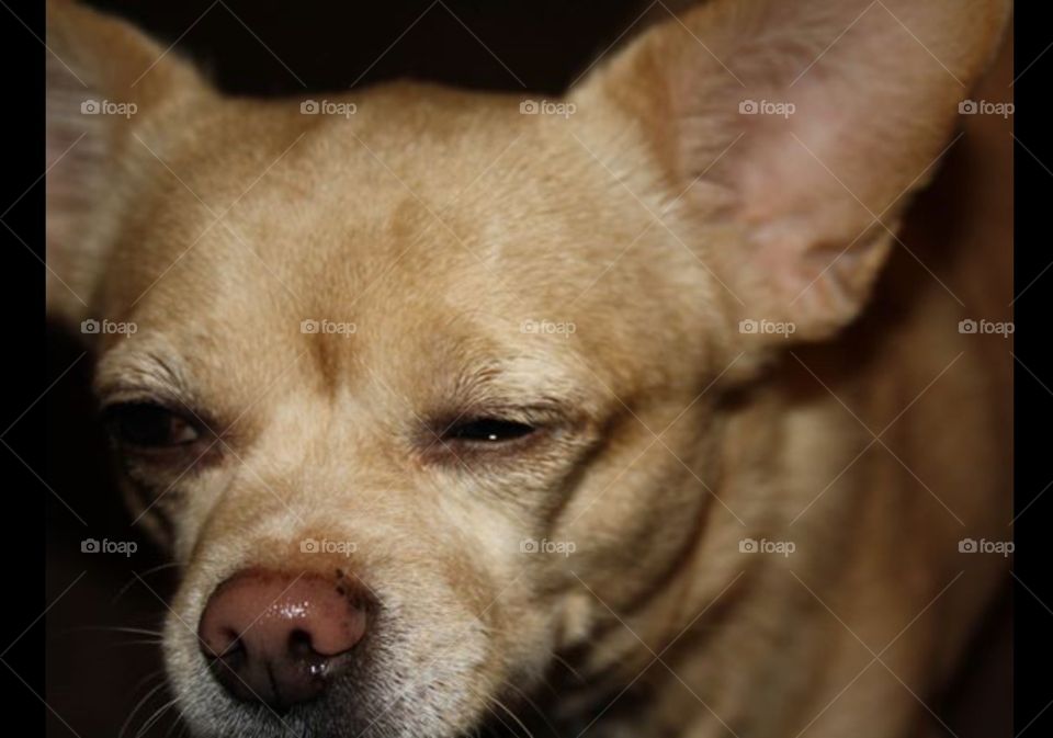 Sleepy Chihuahua 