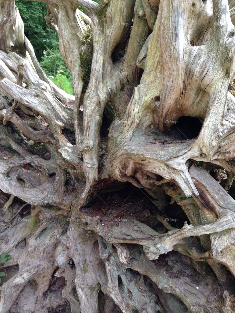 Tree root face