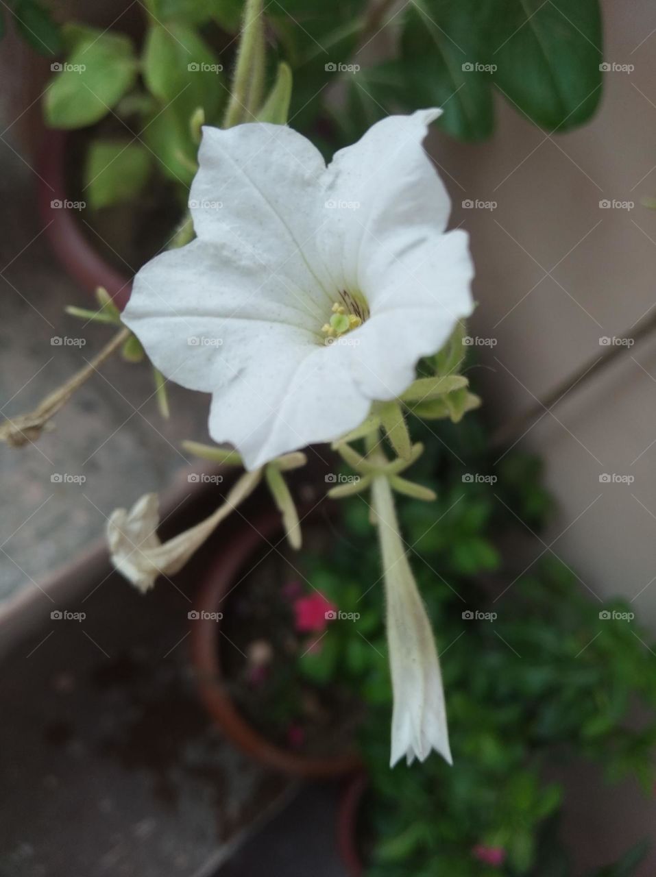pitunia white flower looks very beautiful generally found everywhere fresh seasonal