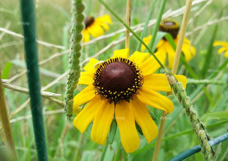 Black eyed susan in the grass