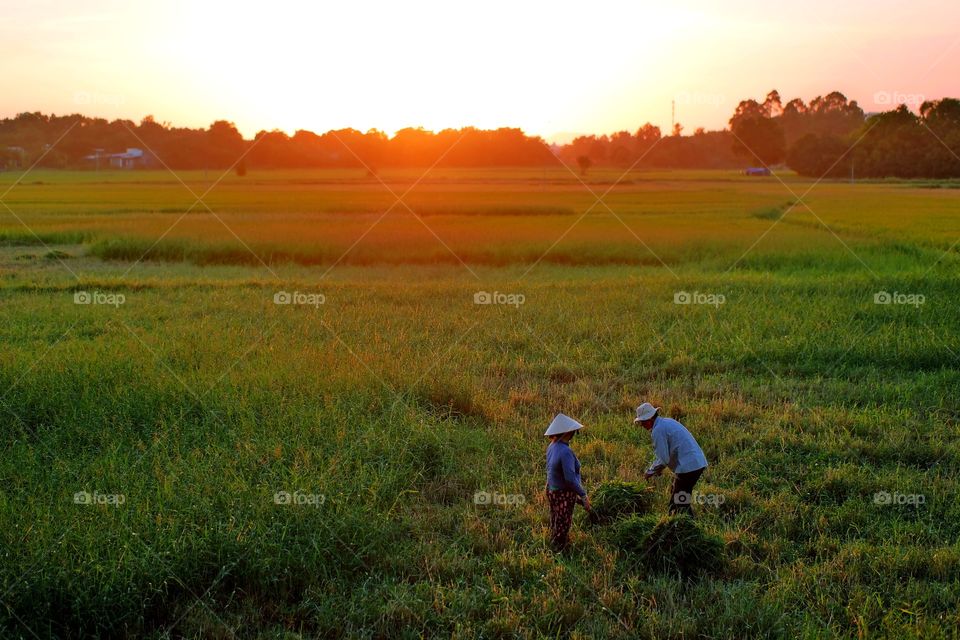 Grass Harvesting
