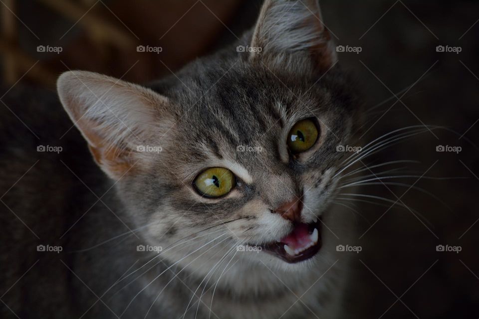 An image of lovely and adorable domestic cat smiling in front of the camera