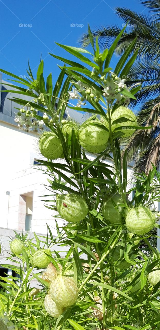 plants in Pestana palace