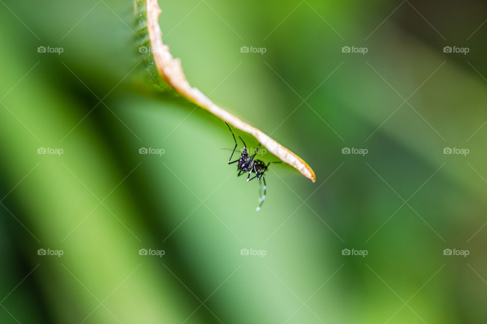 mosquito sitting under a plant leaf
