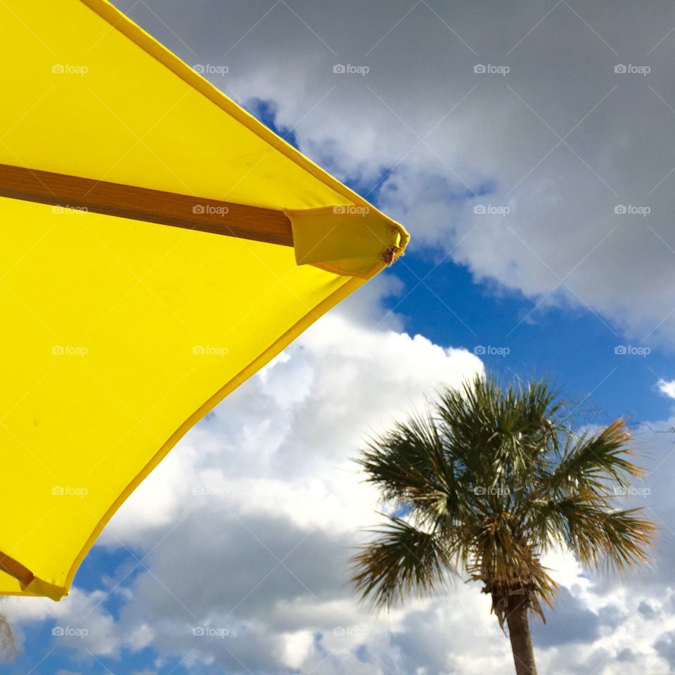 Beach umbrella and palm tree 