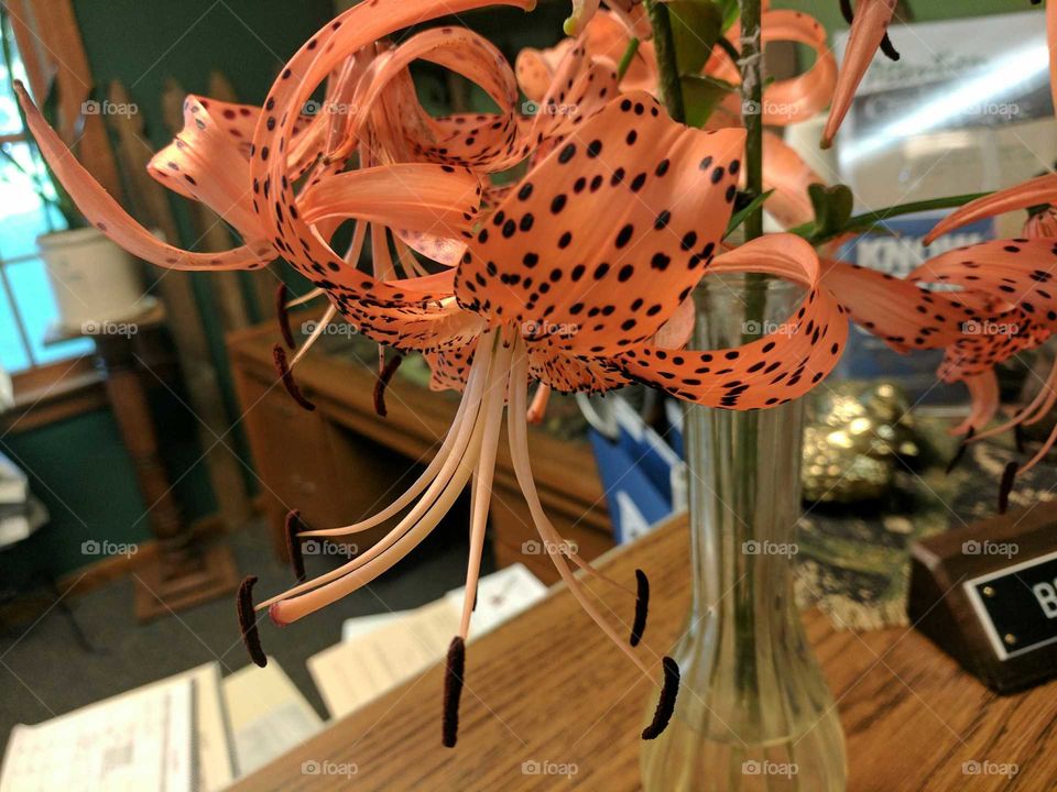 Tiger Lily