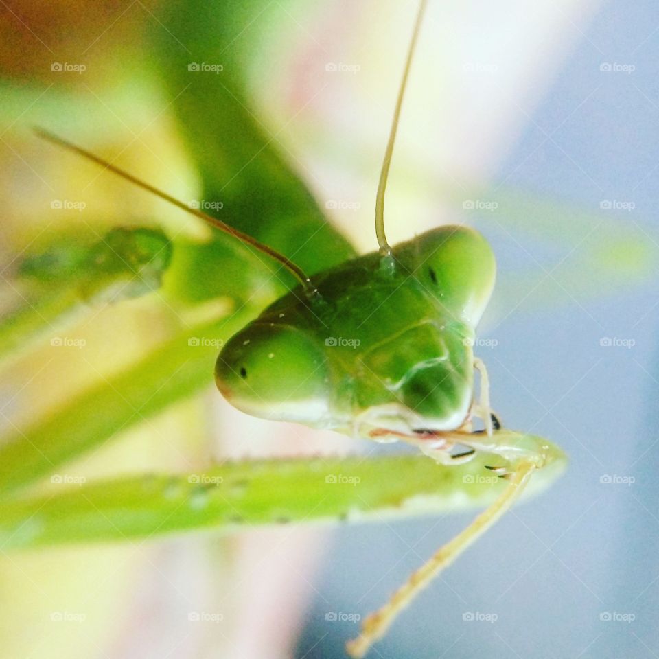 praying mantis "thinker"