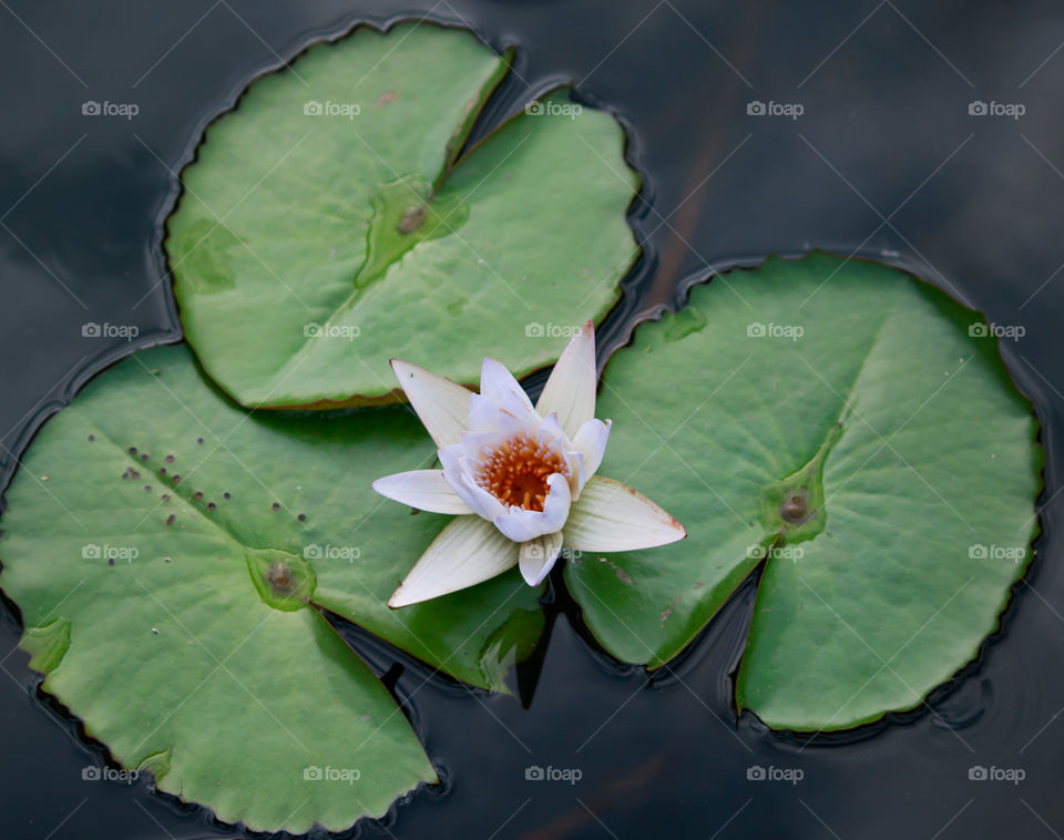 White lotus blossoms or water flowers on pond