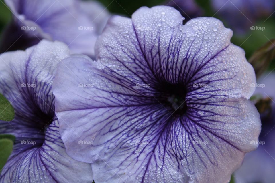 Water on petunia