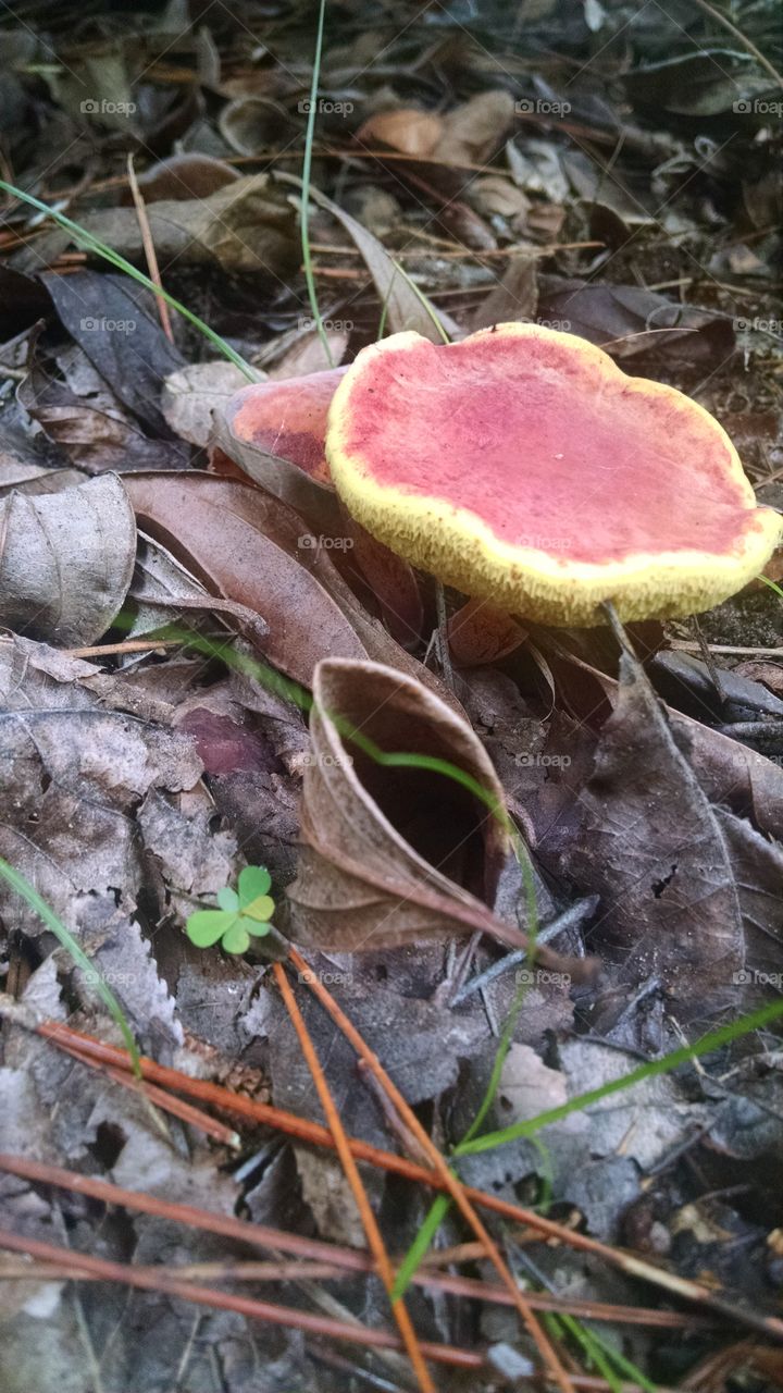 Fungus Among us. Colorful mushroom near my house