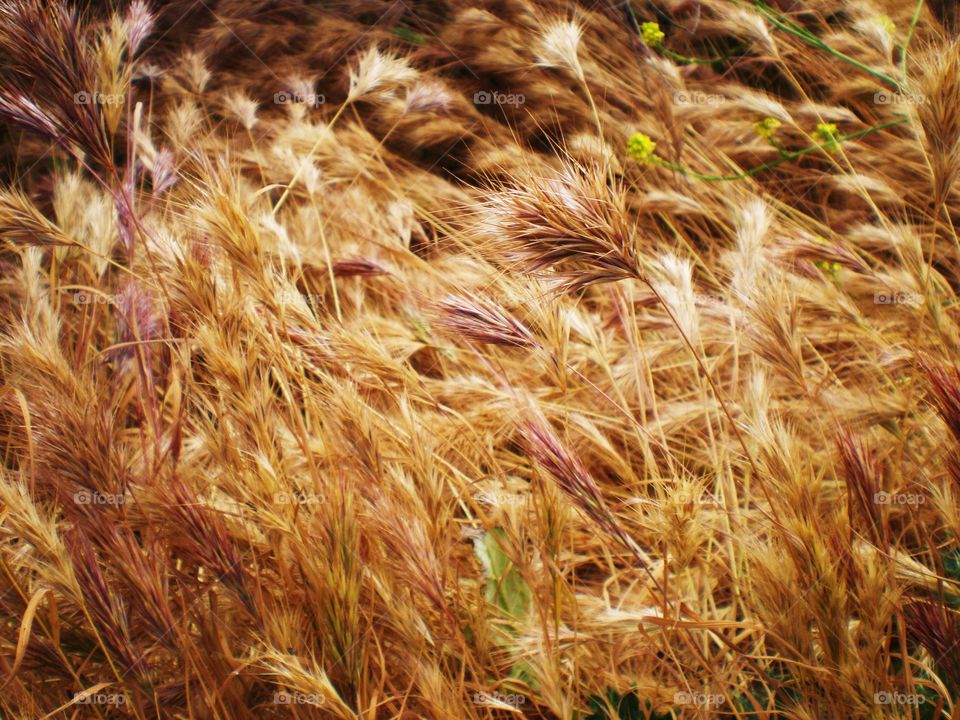 Closeup on wheat stalks