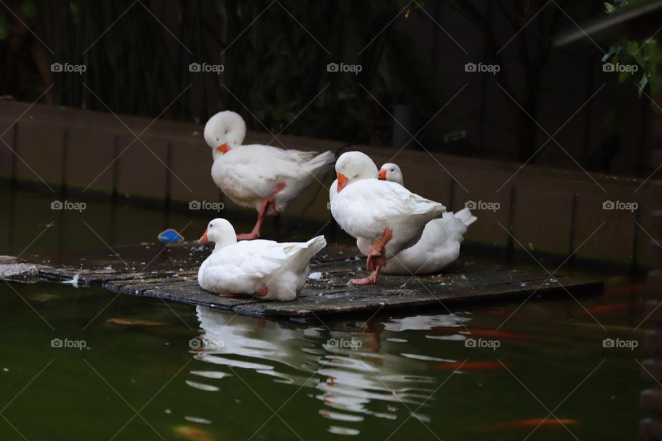 ducks