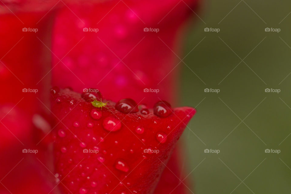 Green aphid on red rose petal