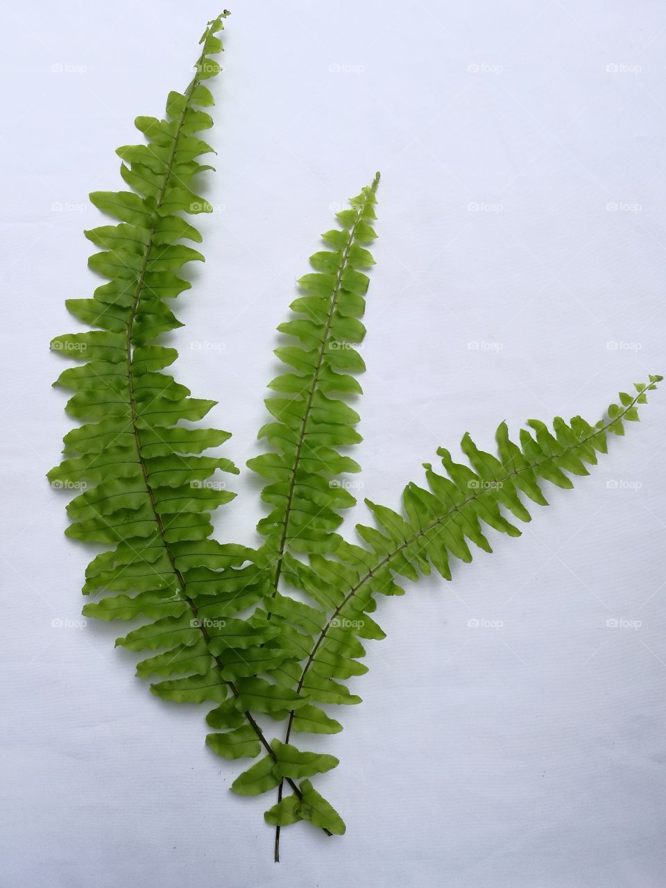 Three fern leaf on white background