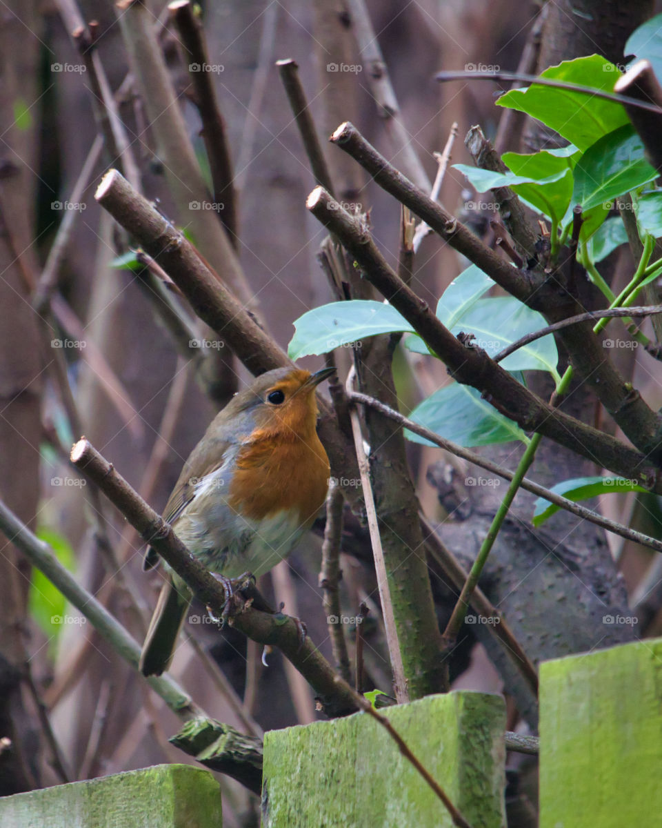 Robin in the garden