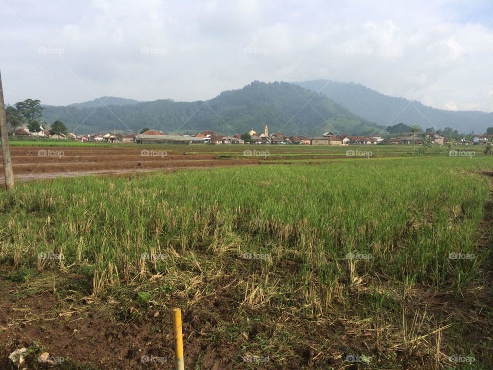 rice fields
