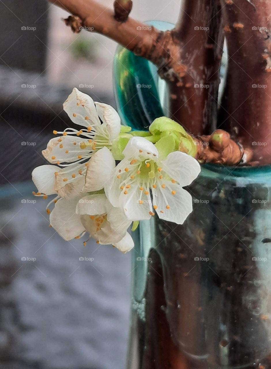 close-up  of cherry blossoms on a twig placed in a vase