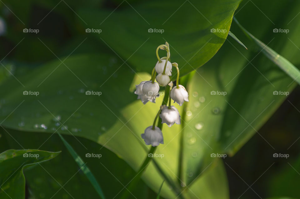 Lily of the valley