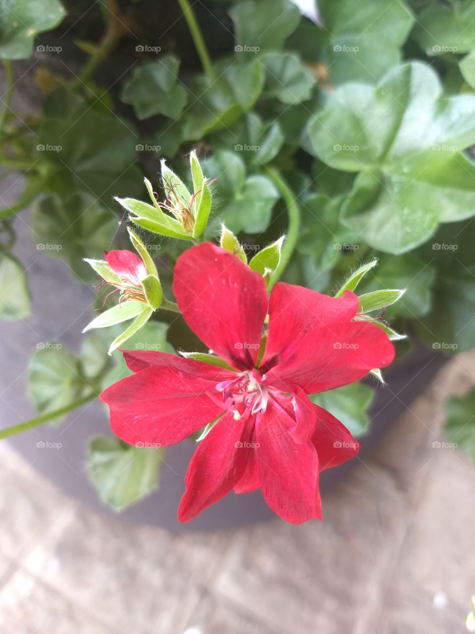 Red Flower