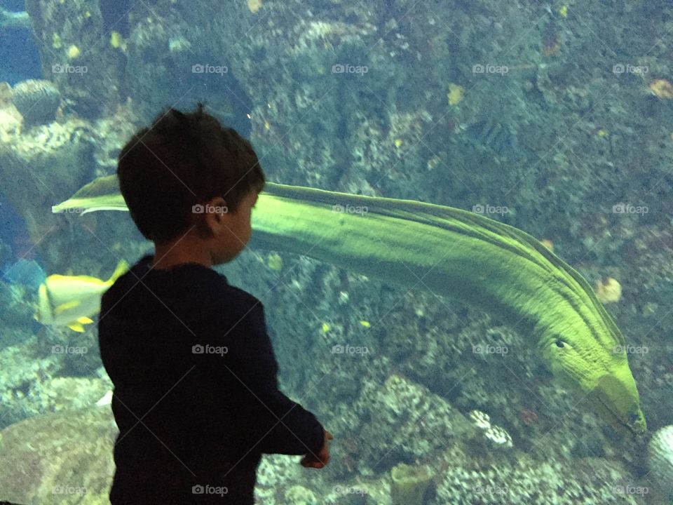 Child Watching a Moray Eel