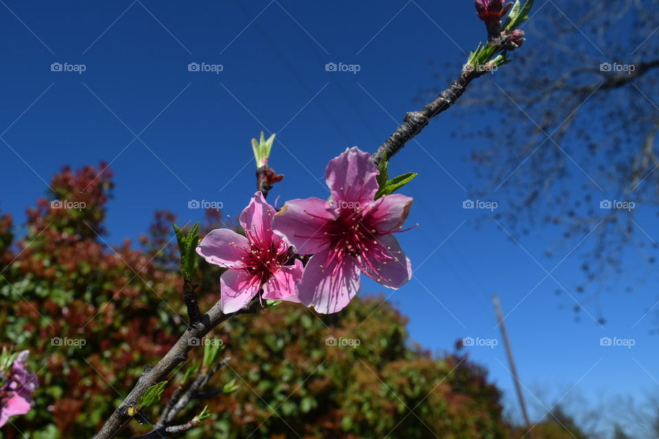 Flowers of Spring. trees in bloom