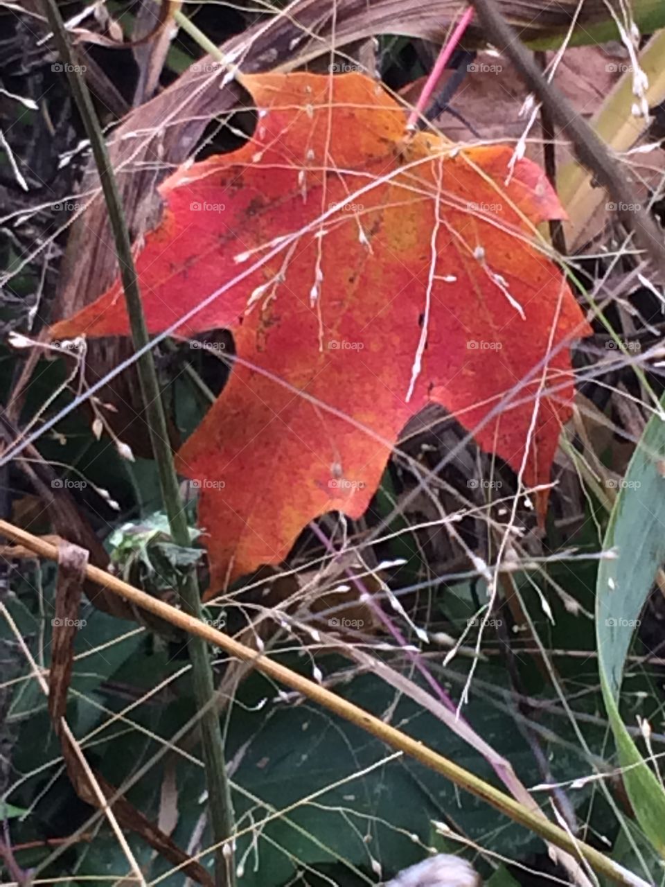 Fallen maple leaf