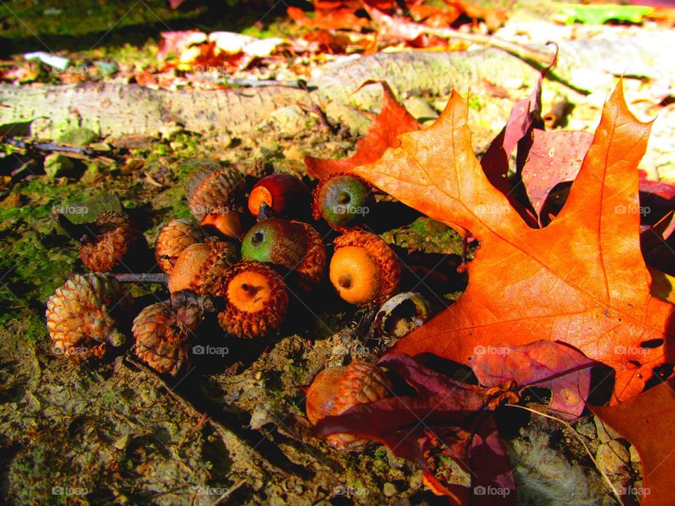 Fall acorns and leaves