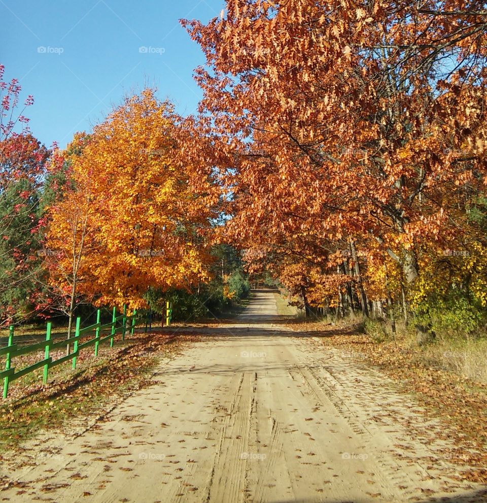 Fall, Leaf, Tree, Nature, Wood