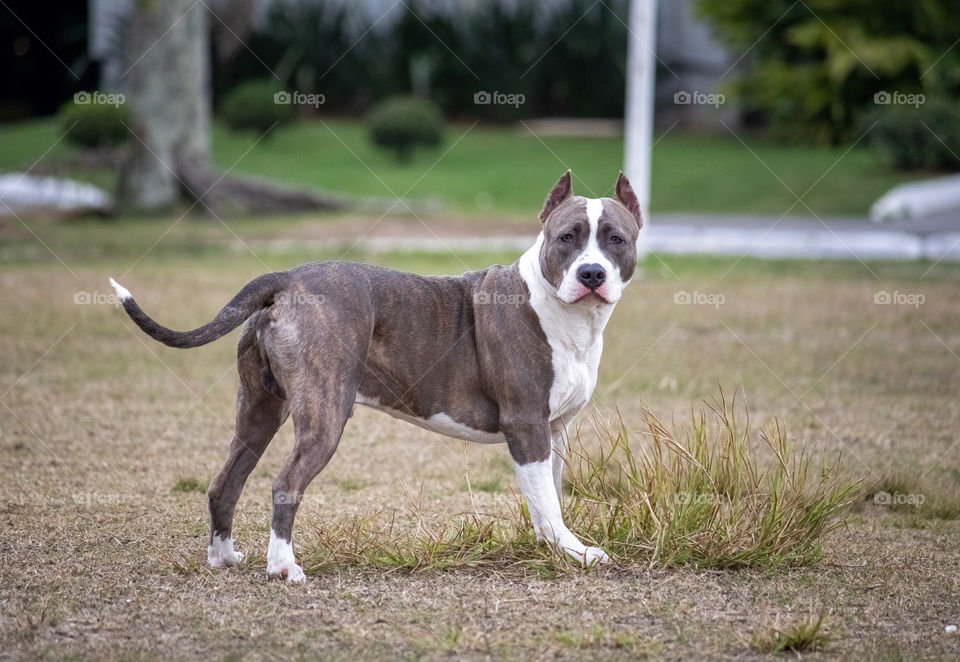 Beautiful happy pitbull dog while playing in the park