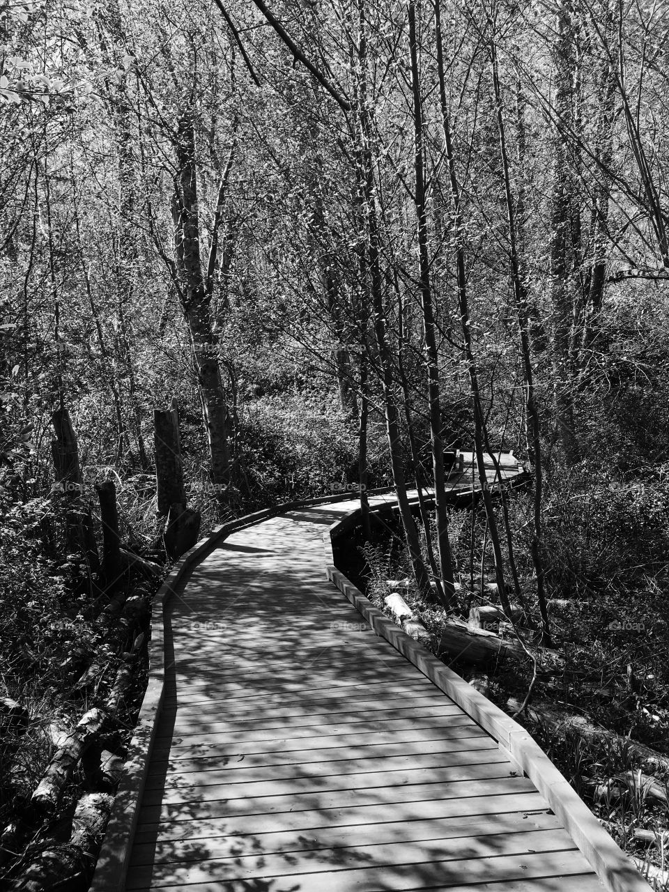 Empty boardwalk in forest