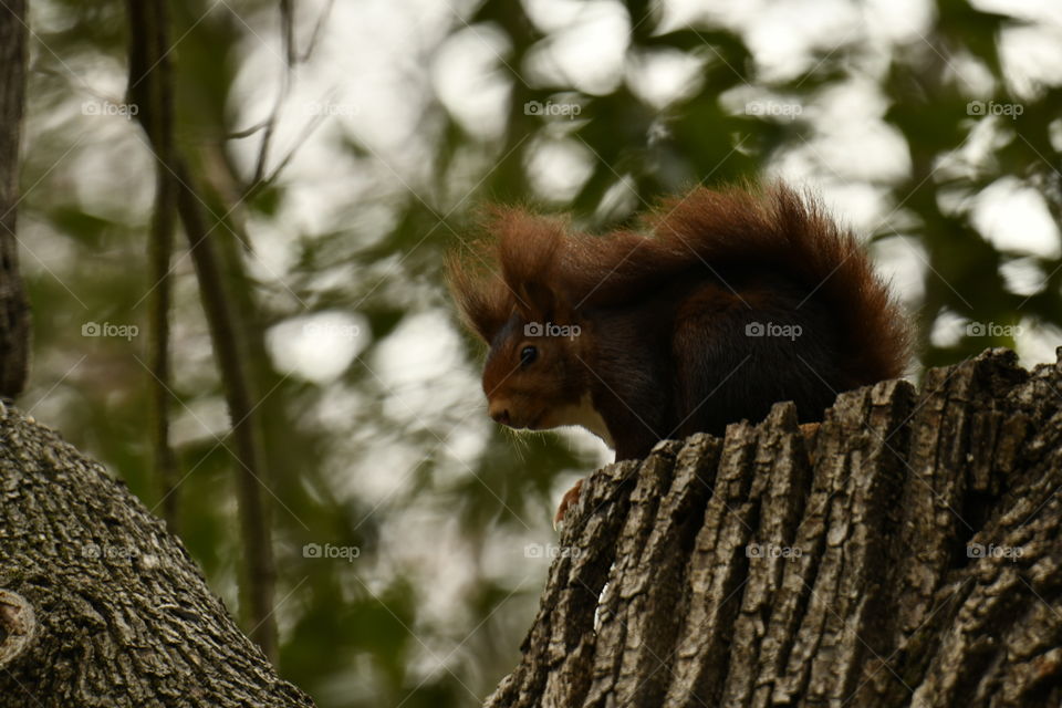 Ardilla-Squirrel