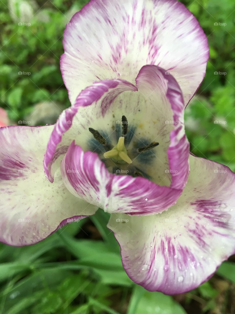 Cream & purple brushed Tulip- looking inside 
