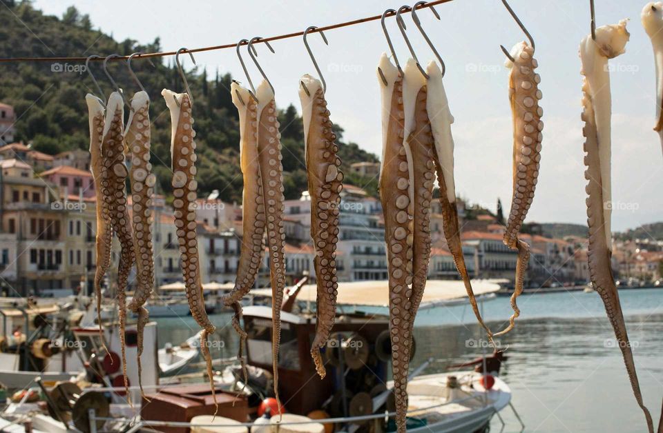Octopus drying in the sun Greece