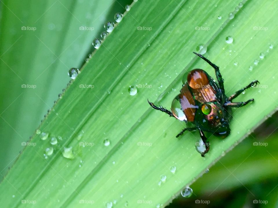 Insect in the rain