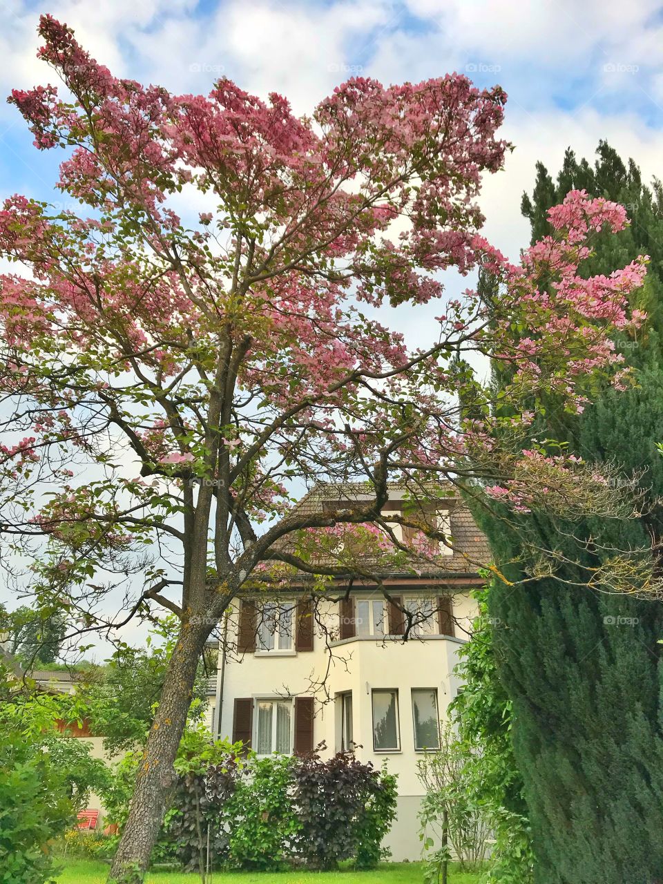Pink flowering tree in front of a house in Switzerland 