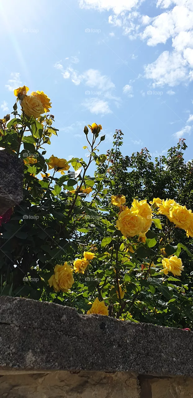 Jellow roses
